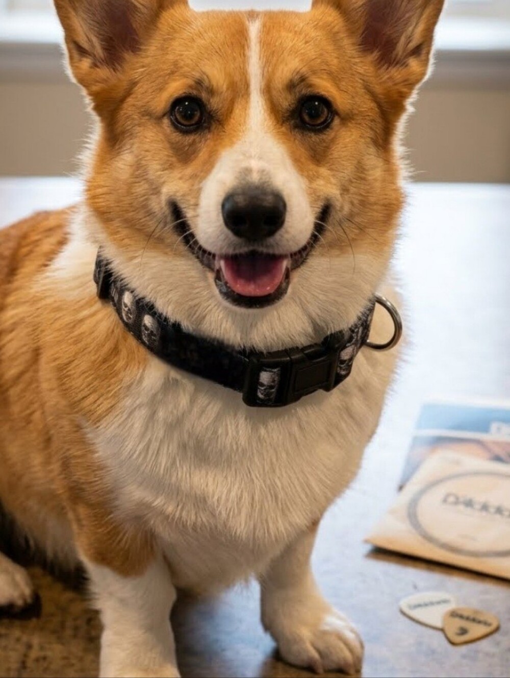 D'Addario Dog Collar